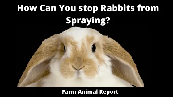 How Can You stop Rabbits from Spraying