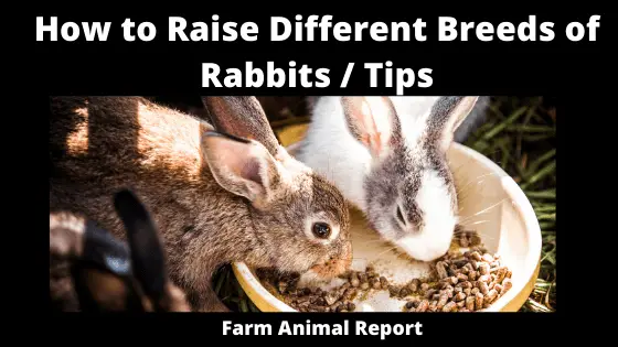 How to Raise Different Breeds of Rabbits _ Tips