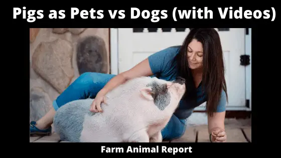 Pigs as Pets vs Dogs (with Videos)