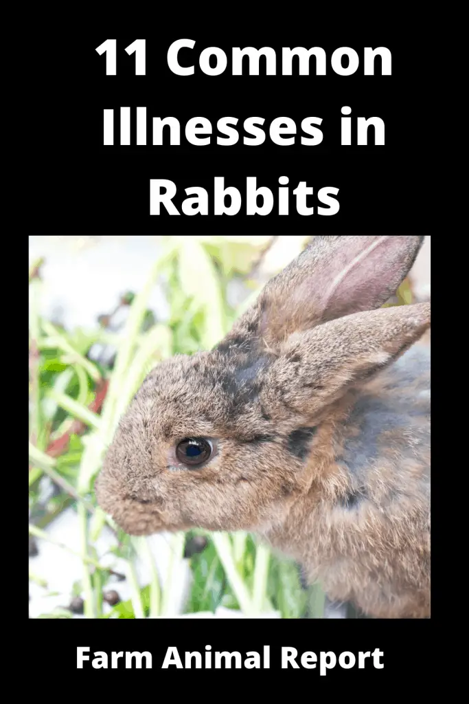 11 Common Illnesses in Rabbits **PREVENTION** 1