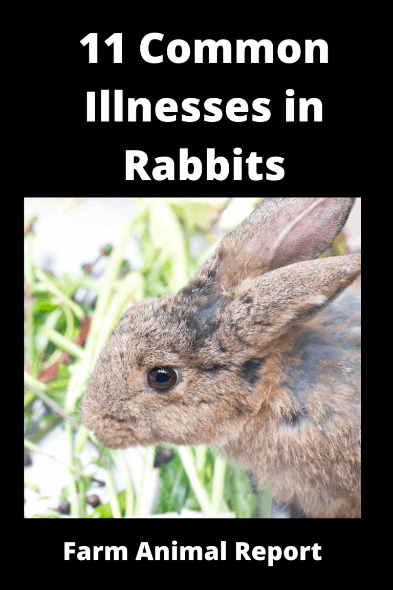 11 Common Illnesses In Rabbits **PREVENTION**