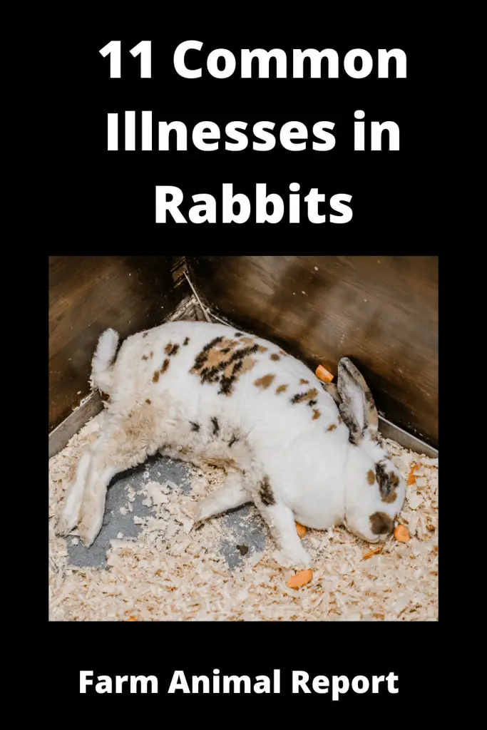 11 Common Illnesses in Rabbits **PREVENTION** 3