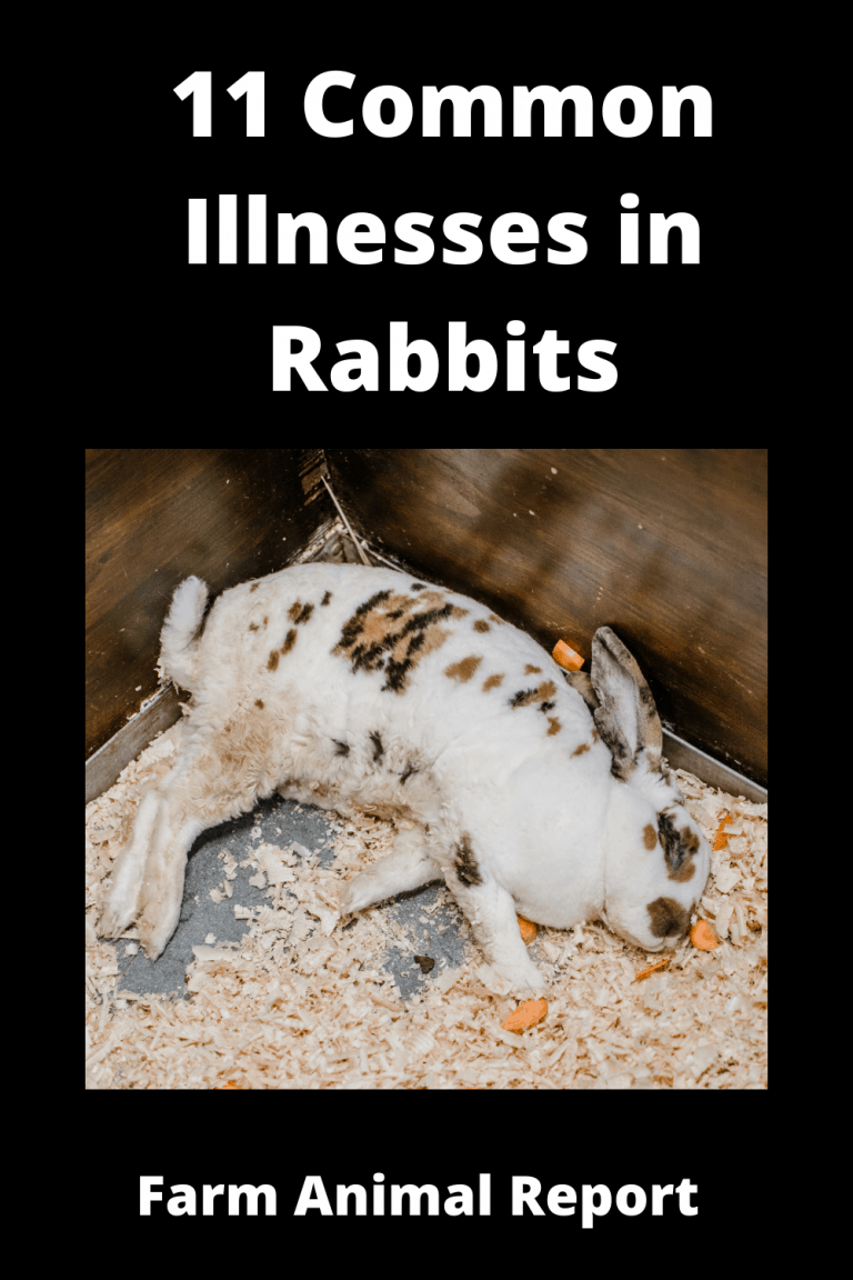 11 Common Illnesses In Rabbits **PREVENTION**