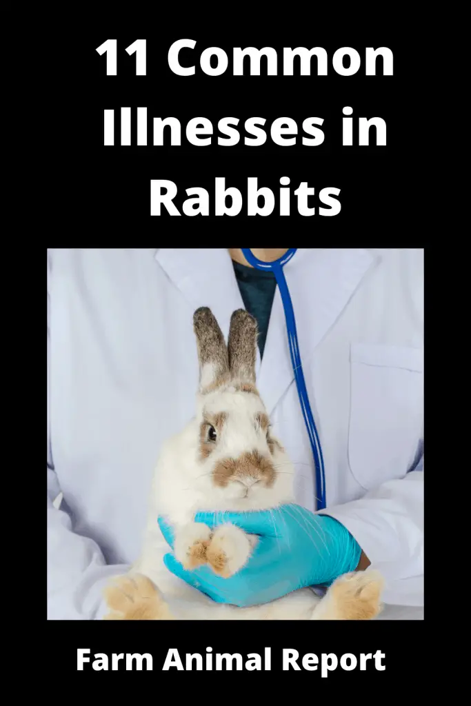 11 Common Illnesses in Rabbits **PREVENTION** 4