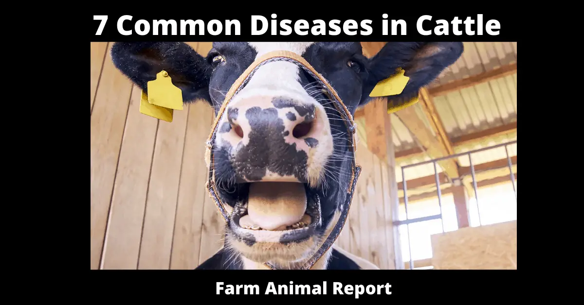 7 Common Diseases in Cattle