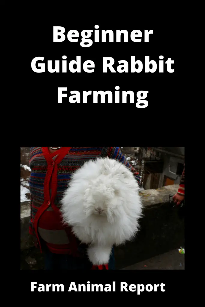 Beginner Guide Rabbit Farming for Fur 2