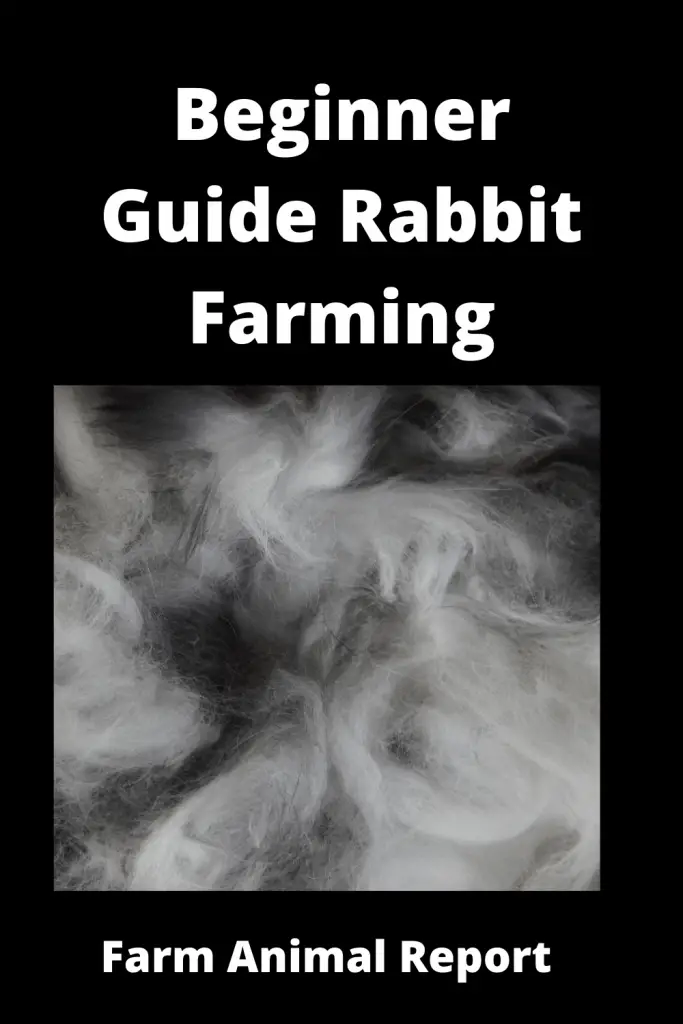 Beginner Guide Rabbit Farming for Fur 3