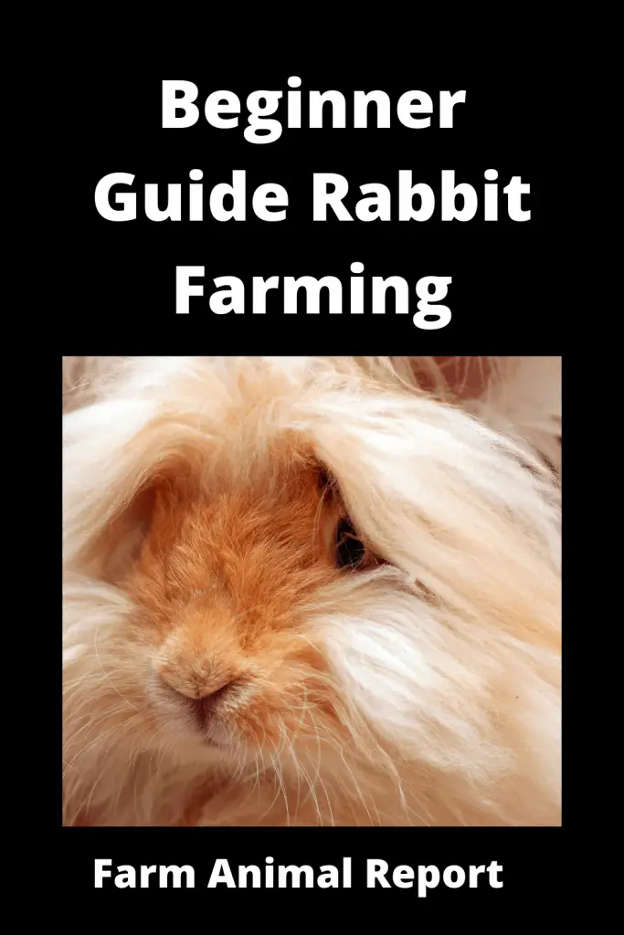 Beginner Guide Rabbit Farming for Fur 1
