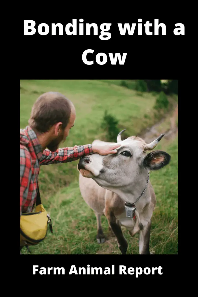 7 Methods: How to get Cows to Come to You? (2023) 1