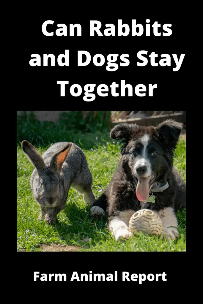 Can Rabbits and Dogs Stay Together **CAREFULLY** 2