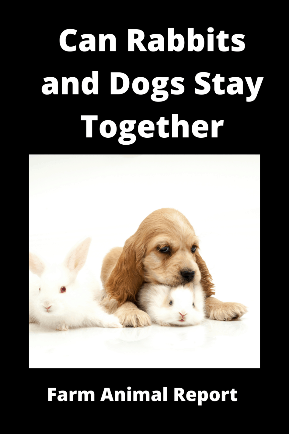 Can Rabbits And Dogs Stay Together **CAREFULLY**