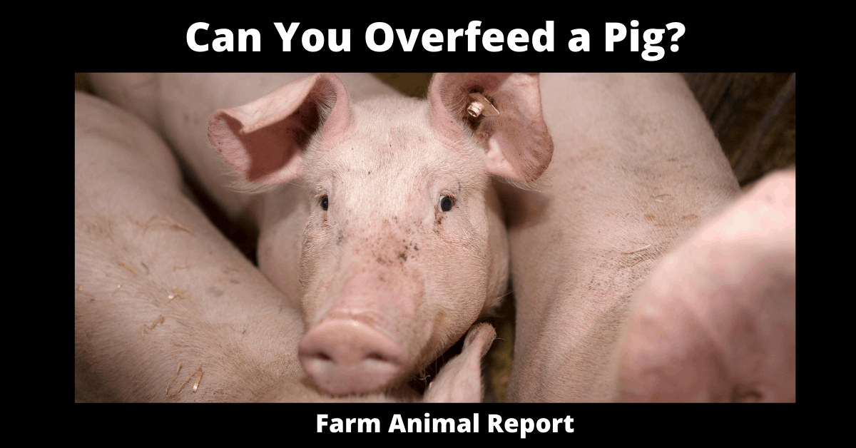 Can You Overfeed a Pig?