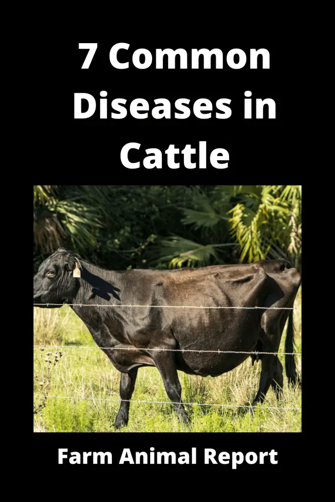 7 Common Diseases in Cattle 2