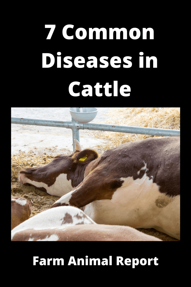 7 Common Diseases In Cattle