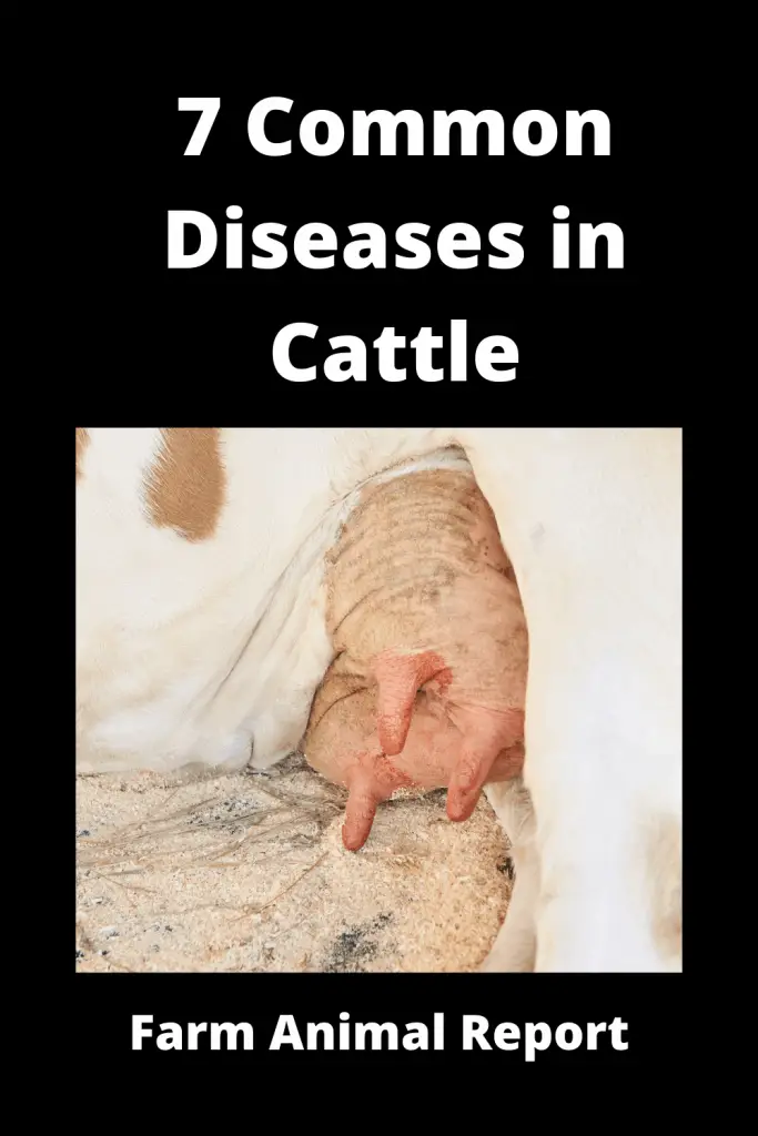 7 Common Diseases in Cattle 1