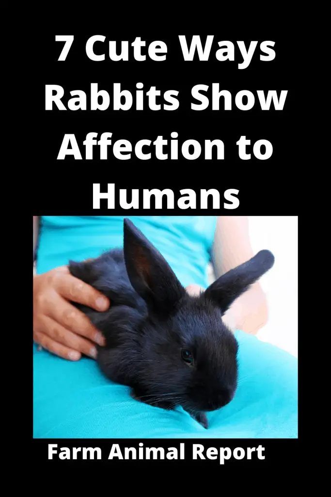 7 Cute Ways: How do Rabbits Show Affection to Humans **KISS** 2