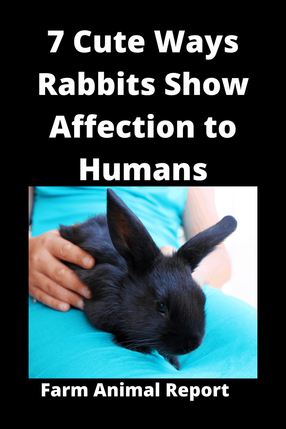 7 Cute Ways How Do Rabbits Show Affection To Humans **KISS**