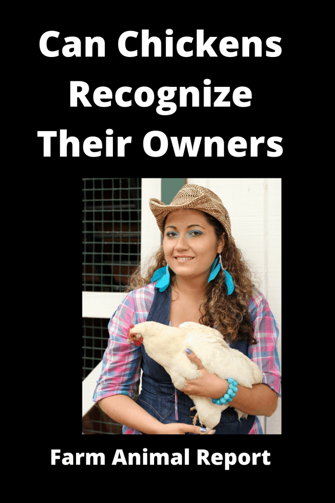 Can Chickens Recognize Their Owners 3 Can Chickens Recognize Their Owners 2