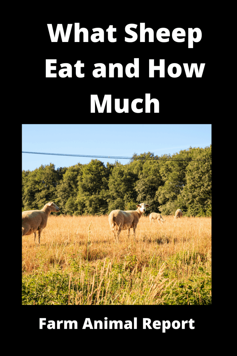 What Sheep Eat And How Much / Your Guide To Feeding Sheep