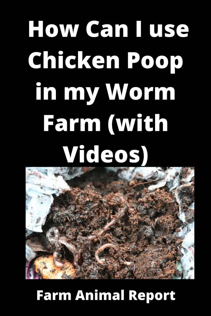 How Can I use Chicken Poop in my Worm Farm **VIDEOS** 1