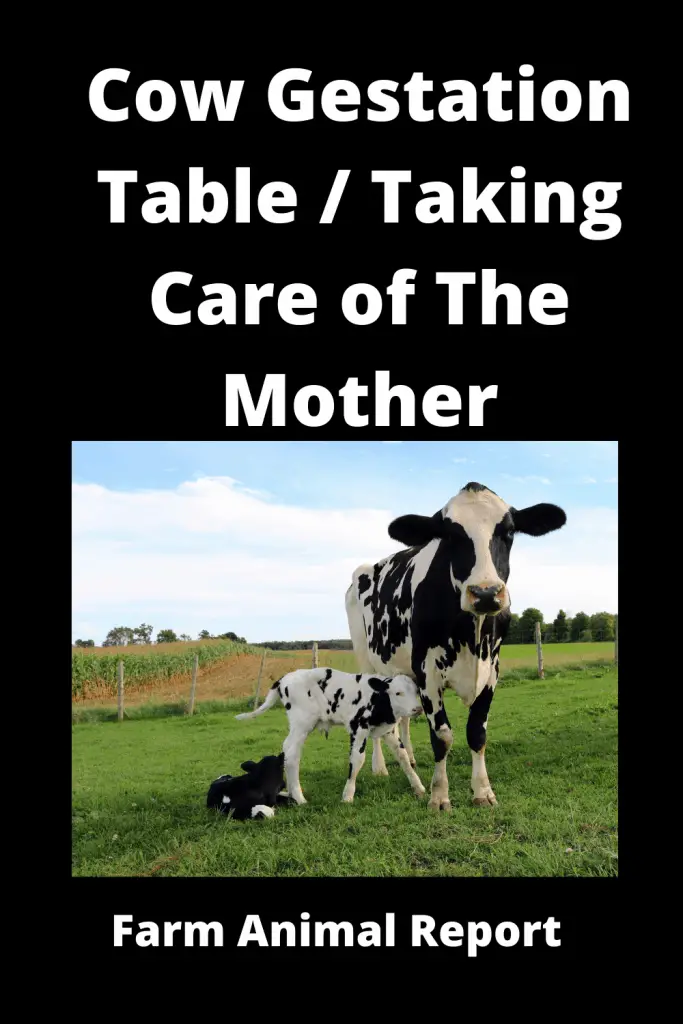 Cattle Gestation Table | Beef | Cow | Gestation Chart 1
