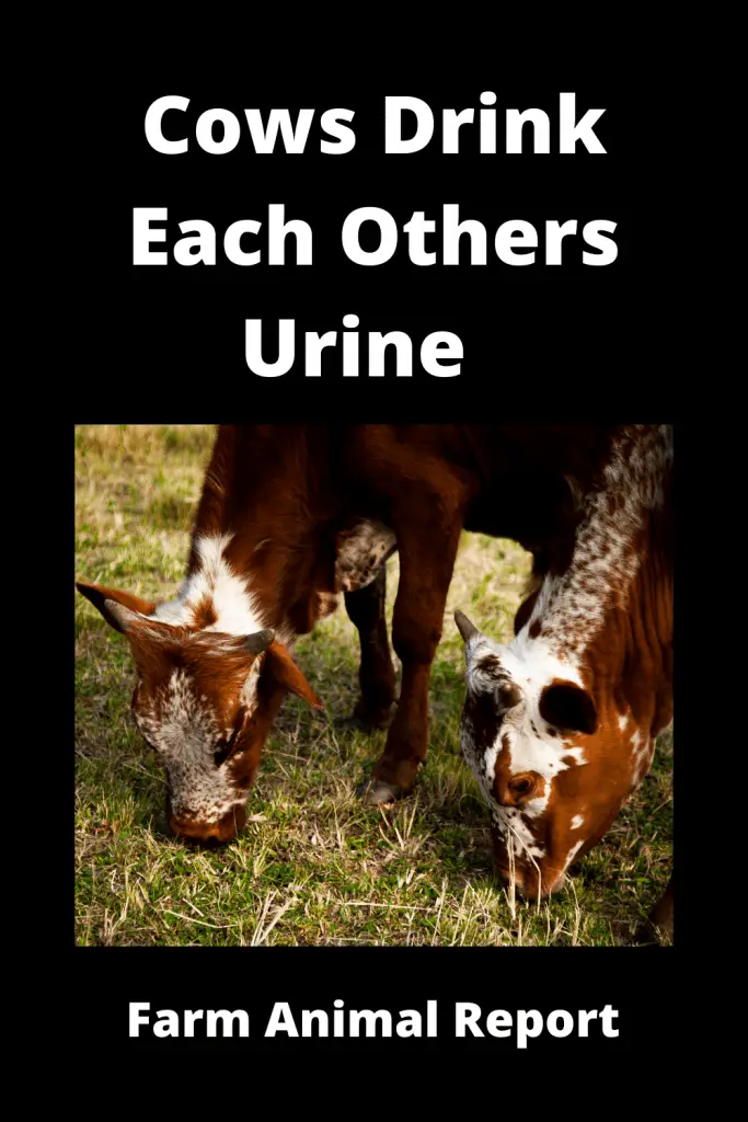 What do Cows Drink | Milk | Water (URINE - 2024) 3