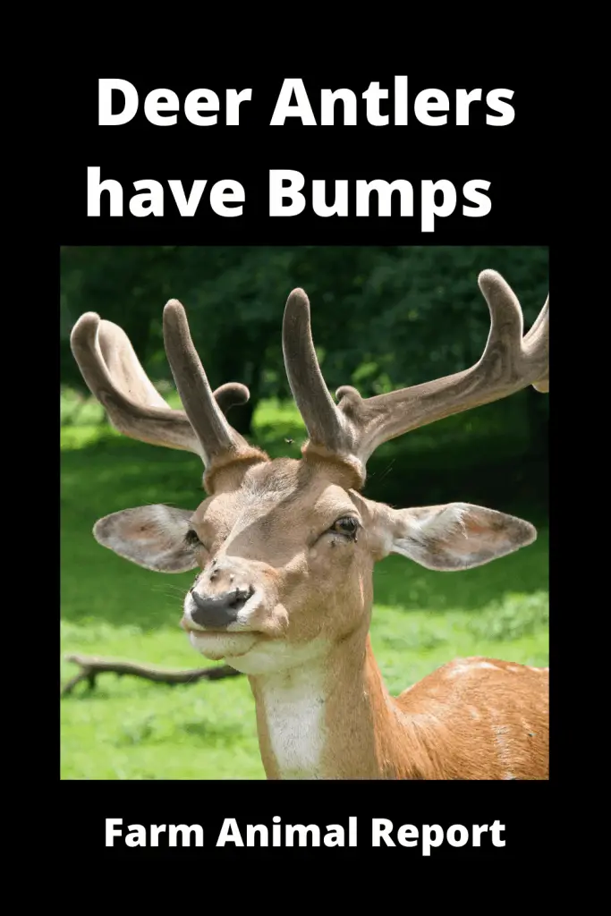 Why Do Deer Antlers have Bumps Charts / (3 Videos) 1