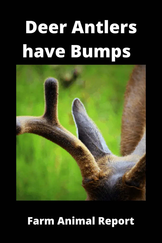 Why Do Deer Antlers have Bumps Charts / (3 Videos) 2