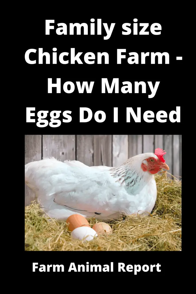 Family size Chicken Farm - *How Many Eggs Do I Need* 3