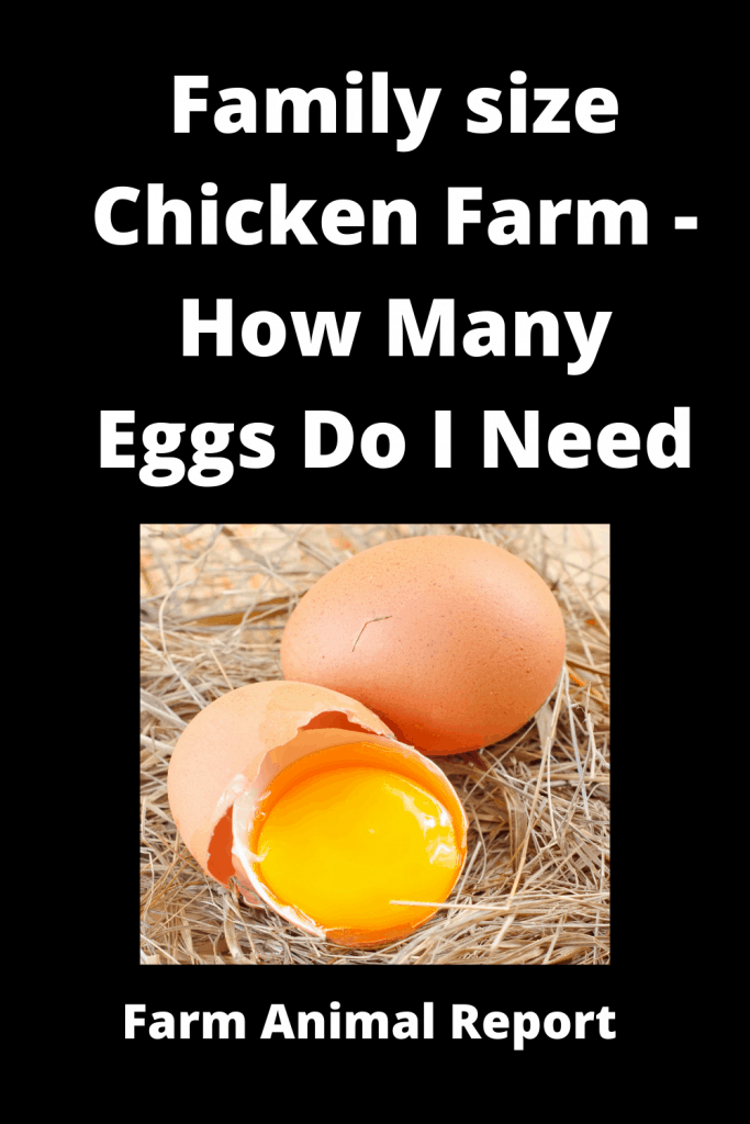 Family size Chicken Farm - *How Many Eggs Do I Need* 5