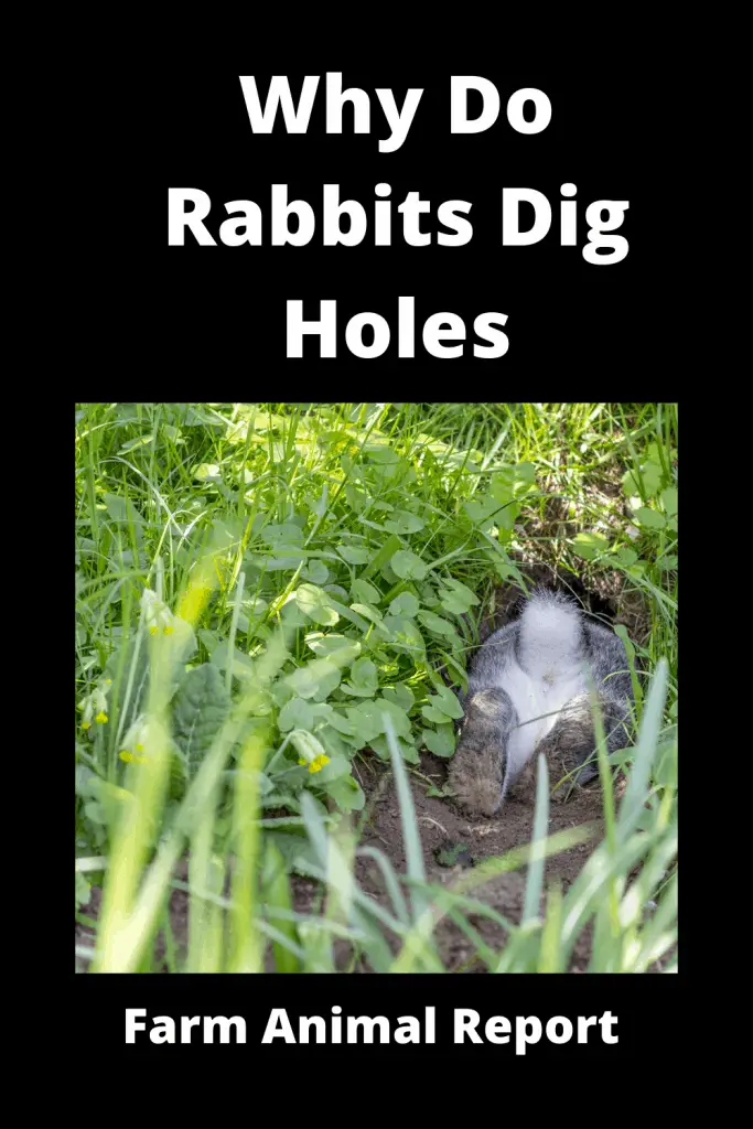 Why Do Wild Rabbits Dig Holes in the Ground***WATCH** 1