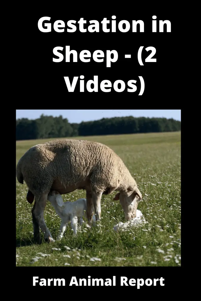 Gestation in Sheep - (2 Videos) 1