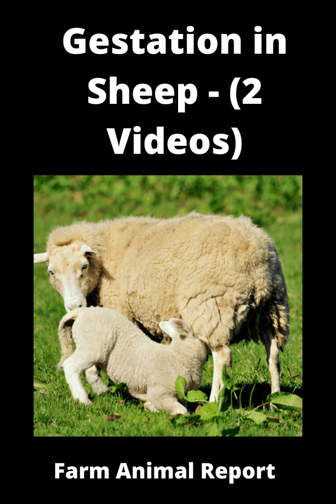 Gestation in Sheep - (2 Videos) 2
