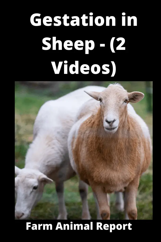 Gestation in Sheep - (2 Videos) 3