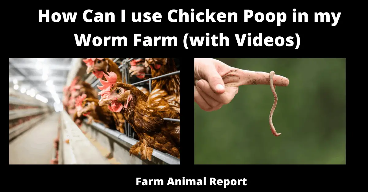 How Can I use Chicken Poop in my Worm Farm (with Videos)
