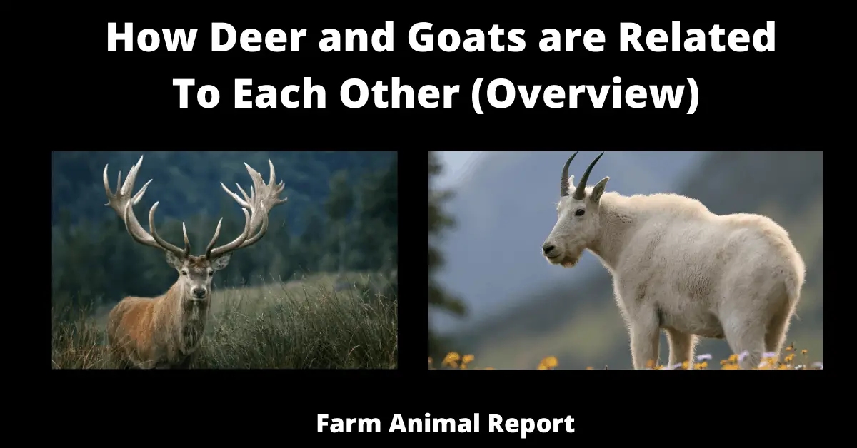 How Deer and Goats are Related To Each Other (Overview)