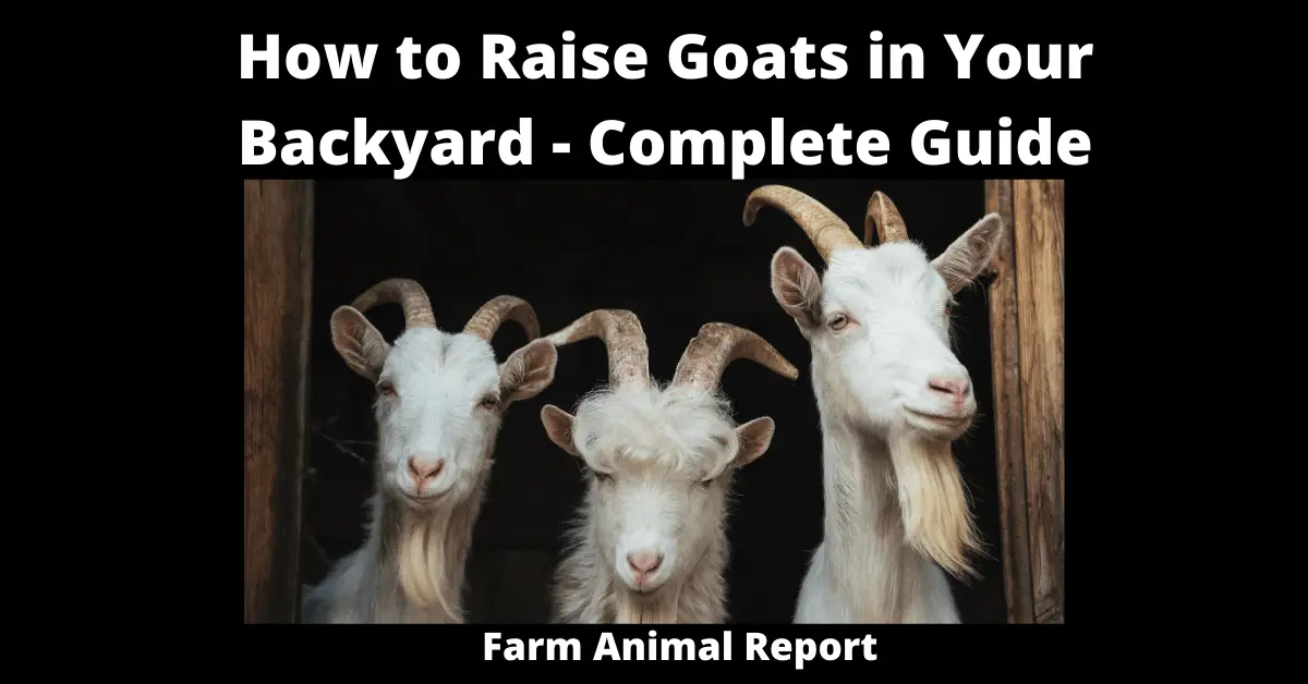 How to Raise Goats in Your Backyard - Complete Guide