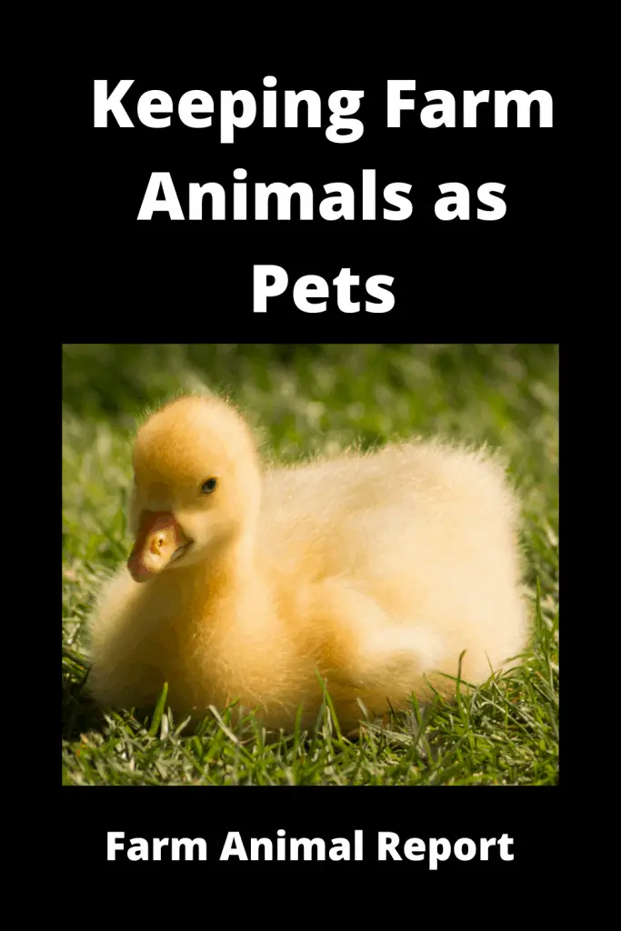 Keeping Farm Animals as Pets 2