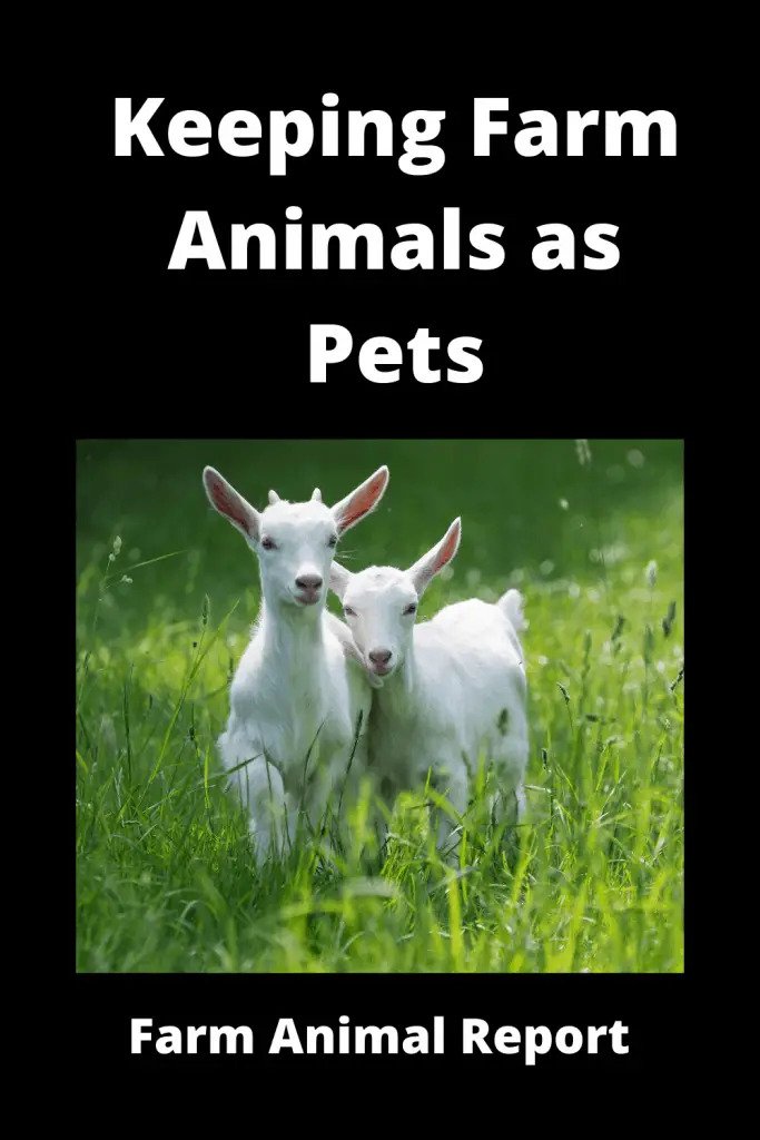Keeping Farm Animals as Pets 1