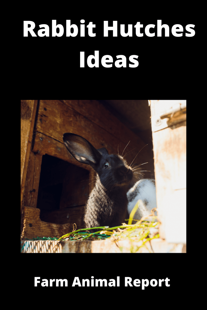 Ultimate Guide for Rabbit Hutches Ideas - 6 Unique 3 Ultimate Guide for Rabbit Hutches Ideas - 6 Unique 2
