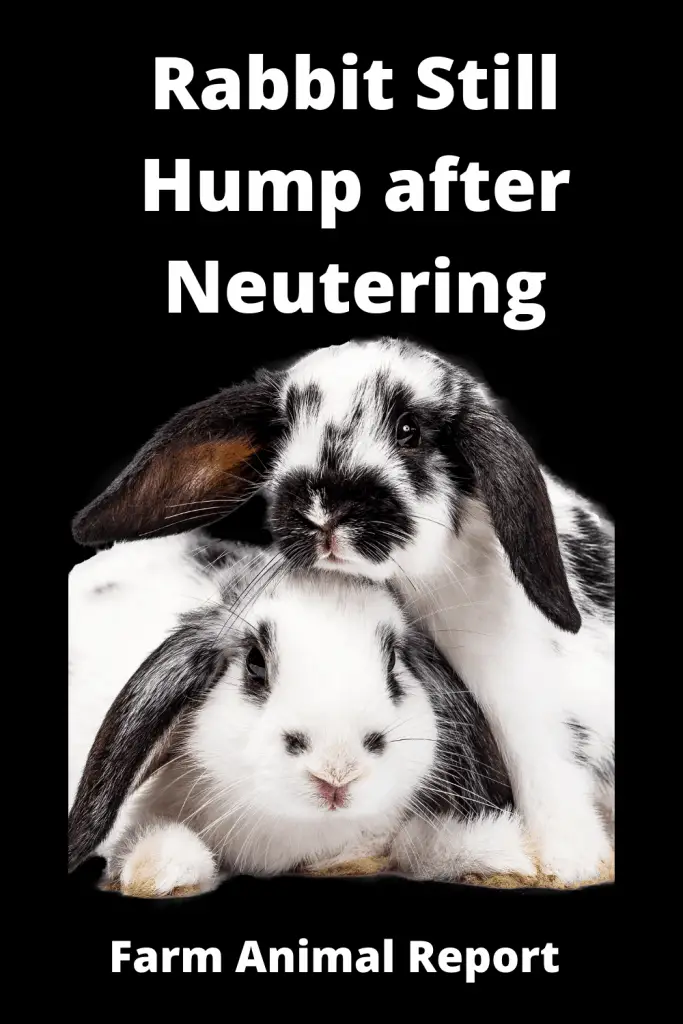 Rabbit Still Mount after Neutering - **HUMPING** 2