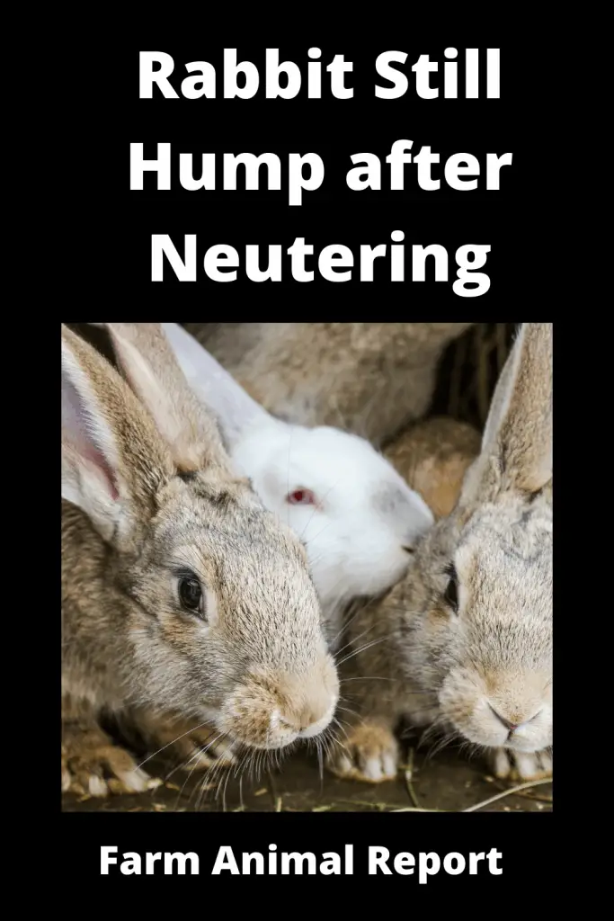 Rabbit Still Mount after Neutering - **HUMPING** 3