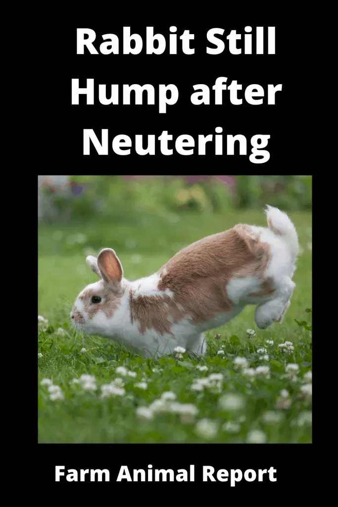 Rabbit Still Mount after Neutering - **HUMPING** 4