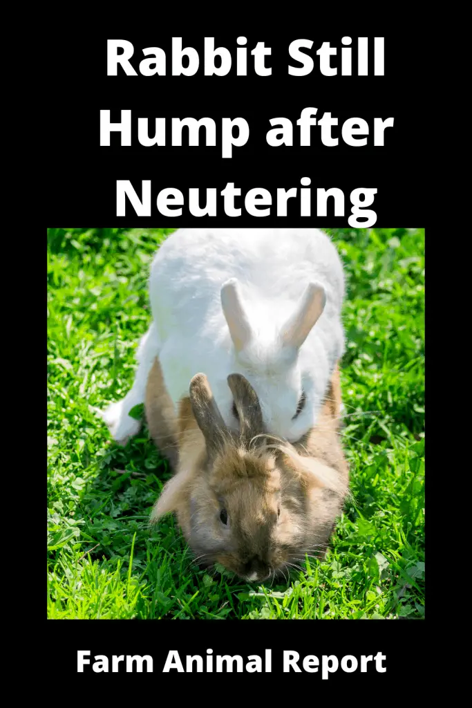 Rabbit Still Mount after Neutering - **HUMPING** 1