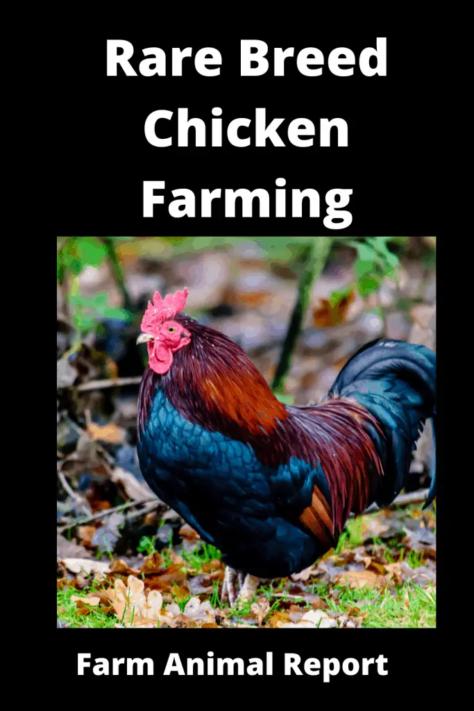 *RARE* Breed Chicken Farming 4