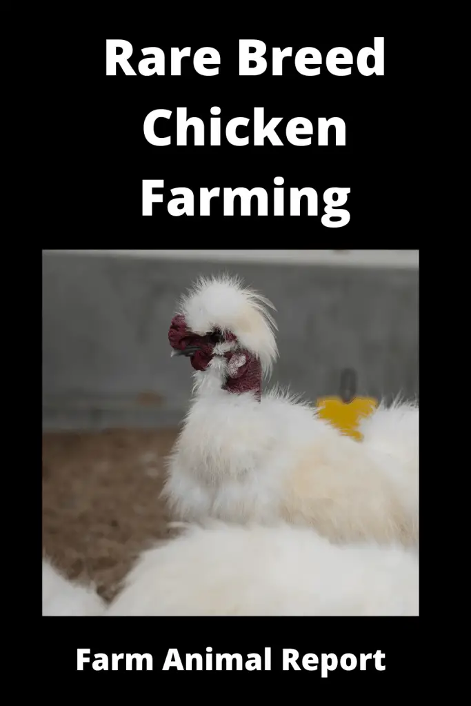 *RARE* Breed Chicken Farming 5