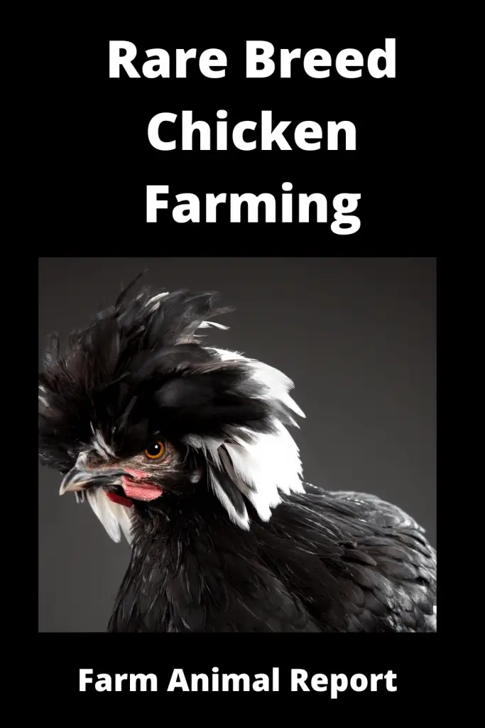 *RARE* Breed Chicken Farming 6