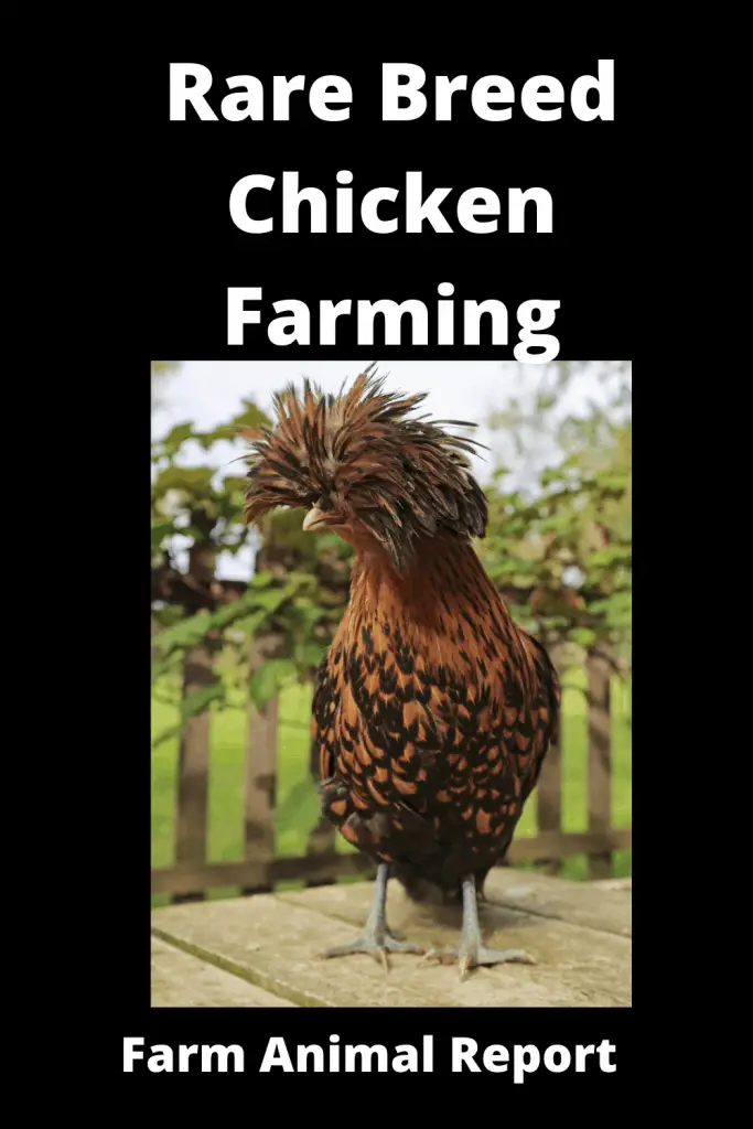 *RARE* Breed Chicken Farming 7