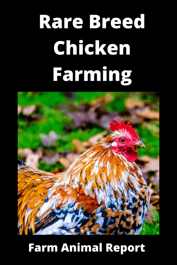 *RARE* Breed Chicken Farming 1