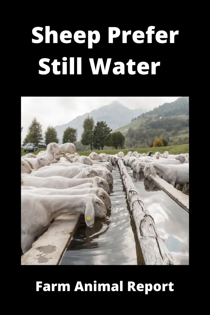 Why do Sheep Prefer Still Water? ( 3 Videos ) 2